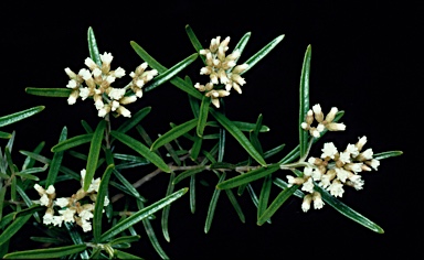 APII jpeg image of Ozothamnus thyrsoideus  © contact APII