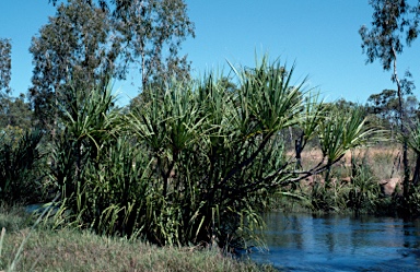 APII jpeg image of Pandanus aquaticus  © contact APII