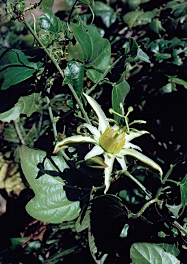 APII jpeg image of Passiflora herbertiana  © contact APII