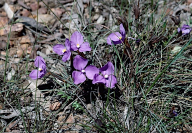 APII jpeg image of Patersonia sericea var. longifolia  © contact APII