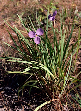 APII jpeg image of Patersonia macrantha  © contact APII