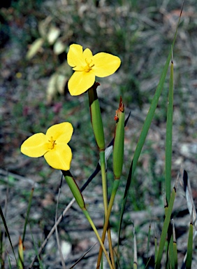 APII jpeg image of Patersonia umbrosa var. xanthina  © contact APII