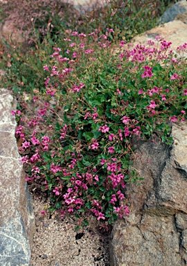 APII jpeg image of Pelargonium rodneyanum  © contact APII