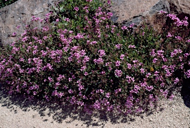 APII jpeg image of Pelargonium rodneyanum  © contact APII