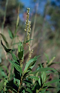 APII jpeg image of Persicaria barbata  © contact APII