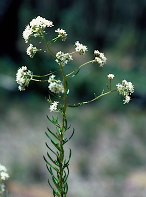 APII jpeg image of Poranthera huegelii  © contact APII