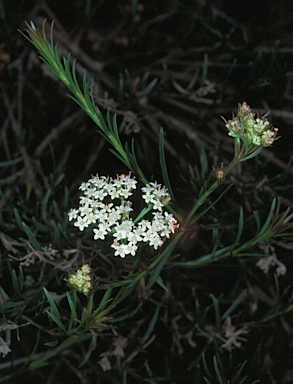 APII jpeg image of Platysace linearifolia  © contact APII