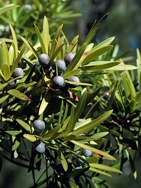 APII jpeg image of Podocarpus elatus  © contact APII