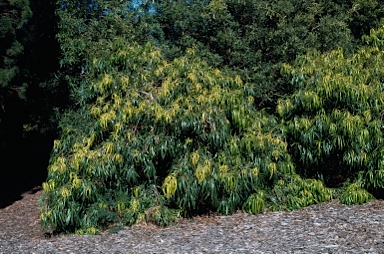 APII jpeg image of Podocarpus grayae  © contact APII