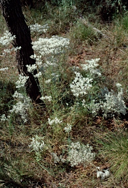 APII jpeg image of Polycarpaea longiflora  © contact APII