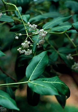 APII jpeg image of Polyscias sambucifolia  © contact APII