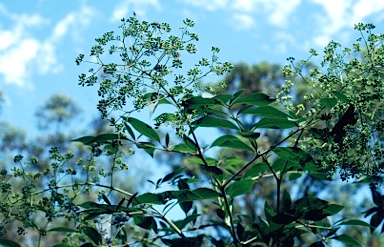 APII jpeg image of Polyscias sambucifolia  © contact APII