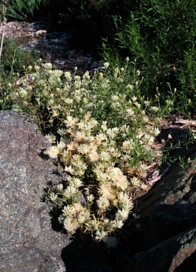 APII jpeg image of Ptilotus divaricatus  © contact APII