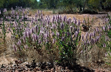 APII jpeg image of Ptilotus exaltatus  © contact APII