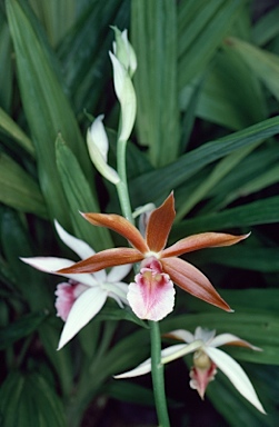 APII jpeg image of Phaius wallichii  © contact APII