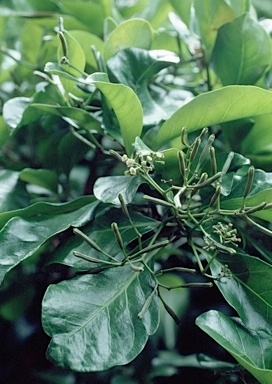 APII jpeg image of Pisonia umbellifera  © contact APII