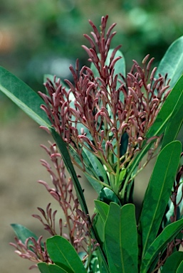 APII jpeg image of Placospermum coriaceum  © contact APII