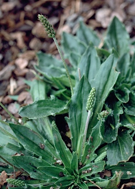 APII jpeg image of Plantago daltonii  © contact APII