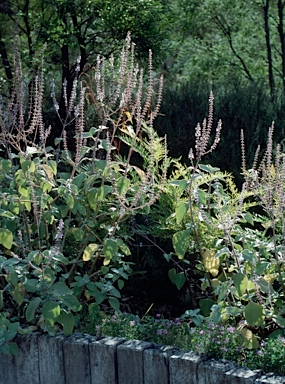 APII jpeg image of Plectranthus argentatus  © contact APII