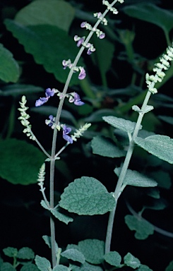 APII jpeg image of Plectranthus suaveolens  © contact APII