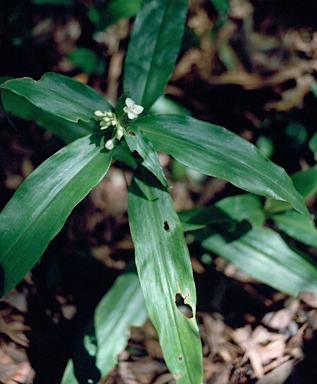 APII jpeg image of Pollia crispata  © contact APII