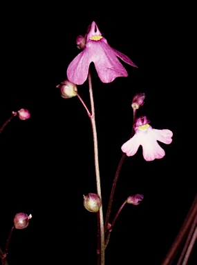 APII jpeg image of Utricularia multifida  © contact APII