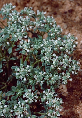 APII jpeg image of Poranthera microphylla  © contact APII