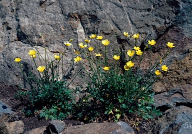 APII jpeg image of Ranunculus lappaceus  © contact APII