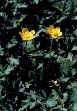 APII jpeg image of Ranunculus repens  © contact APII