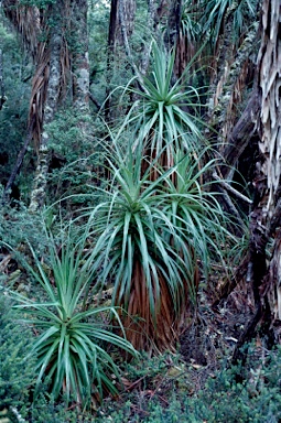 APII jpeg image of Richea pandanifolia  © contact APII