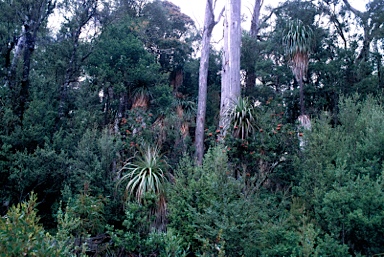 APII jpeg image of Richea pandanifolia  © contact APII