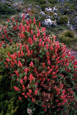 APII jpeg image of Richea scoparia  © contact APII