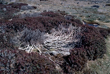 APII jpeg image of Richea scoparia  © contact APII