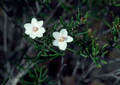 APII jpeg image of Ricinocarpos linearifolius  © contact APII