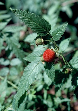 APII jpeg image of Rubus rosifolius  © contact APII