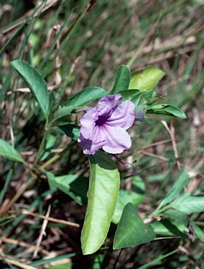 APII jpeg image of Ruellia tuberosa  © contact APII