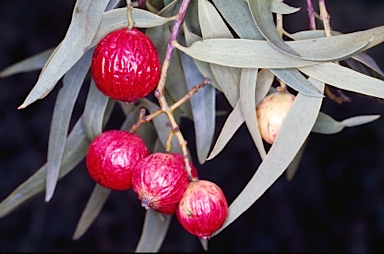 APII jpeg image of Santalum acuminatum  © contact APII