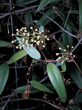 APII jpeg image of Smilax glyciphylla  © contact APII