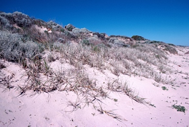 APII jpeg image of Spinifex hirsutus  © contact APII