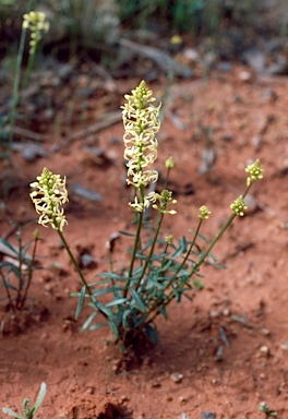 APII jpeg image of Stackhousia monogyna  © contact APII