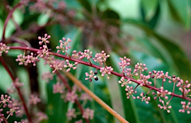 APII jpeg image of Schefflera versteegii  © contact APII