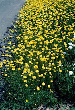 APII jpeg image of Schoenia filifolia subsp. subulifolia  © contact APII