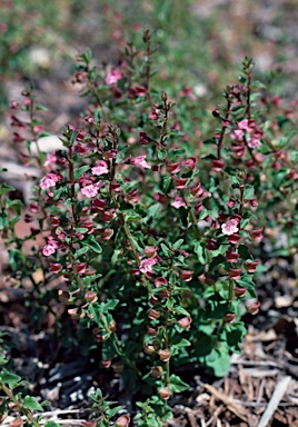 APII jpeg image of Scutellaria humilis  © contact APII