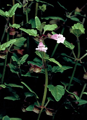 APII jpeg image of Scutellaria mollis  © contact APII