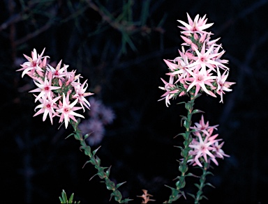 APII jpeg image of Sprengelia incarnata  © contact APII