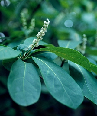 APII jpeg image of Terminalia arenicola  © contact APII