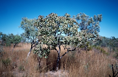 APII jpeg image of Terminalia latipes  © contact APII