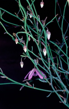 APII jpeg image of Tetratheca efoliata  © contact APII