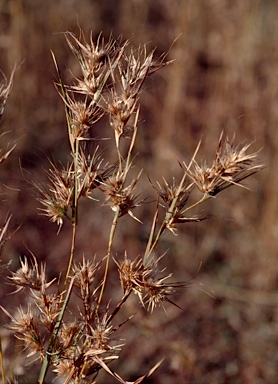 APII jpeg image of Themeda quadrivalvis  © contact APII