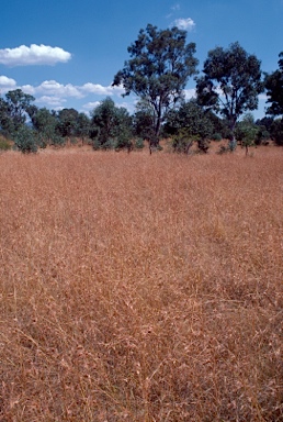 APII jpeg image of Themeda triandra  © contact APII